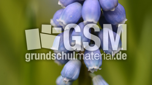 Trauben-Hyazinthe (2).jpg